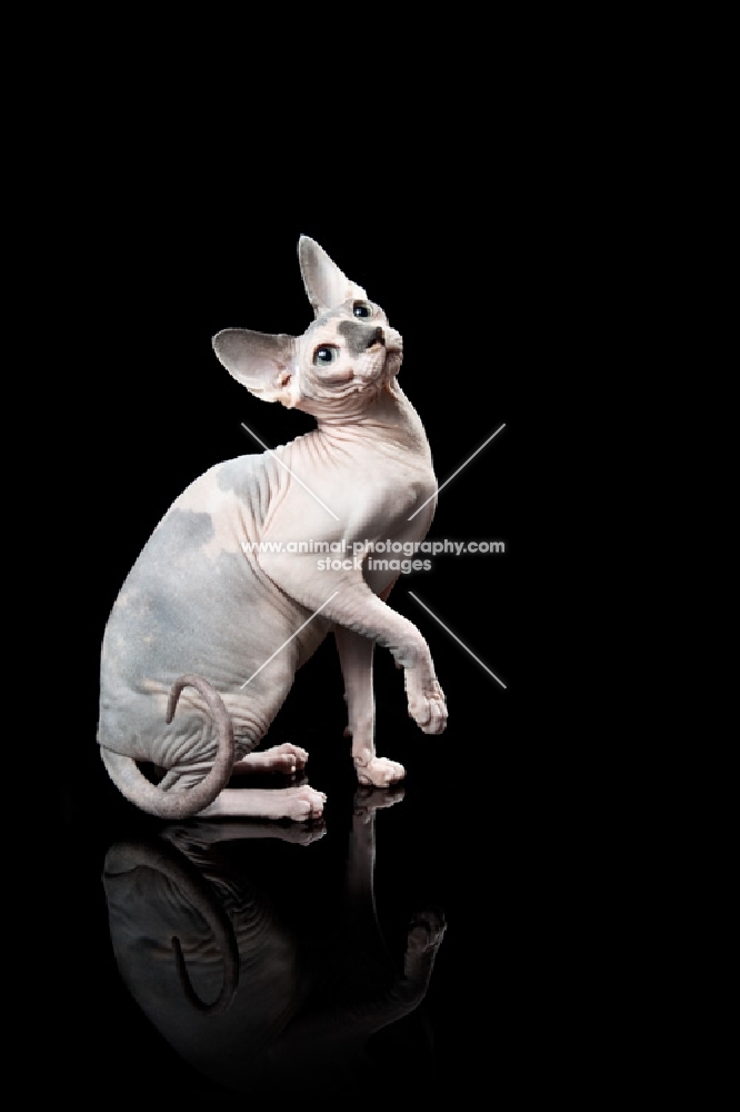 sphynx sitting on black background, one leg up