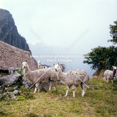 llamas in south america