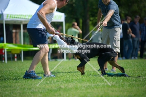 Beauceron attack training