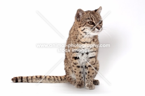 female Brown Spotted Tabby Geoffroy's Cat, sitting on white background