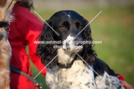 black and white english springer spaniel with owner in the background