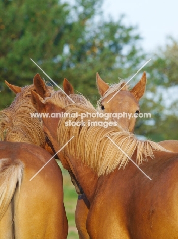 Suffolk horses