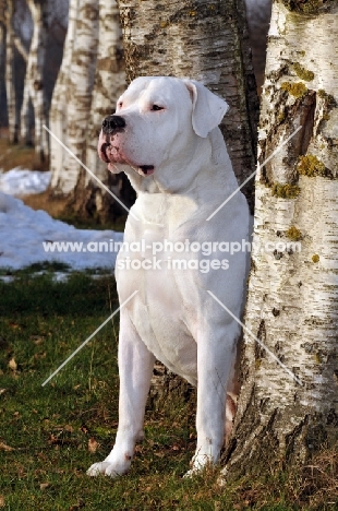 Dogo Argentino sitting next to tree