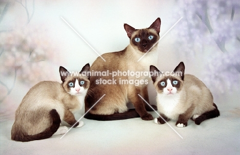 three Snowshoe cats
