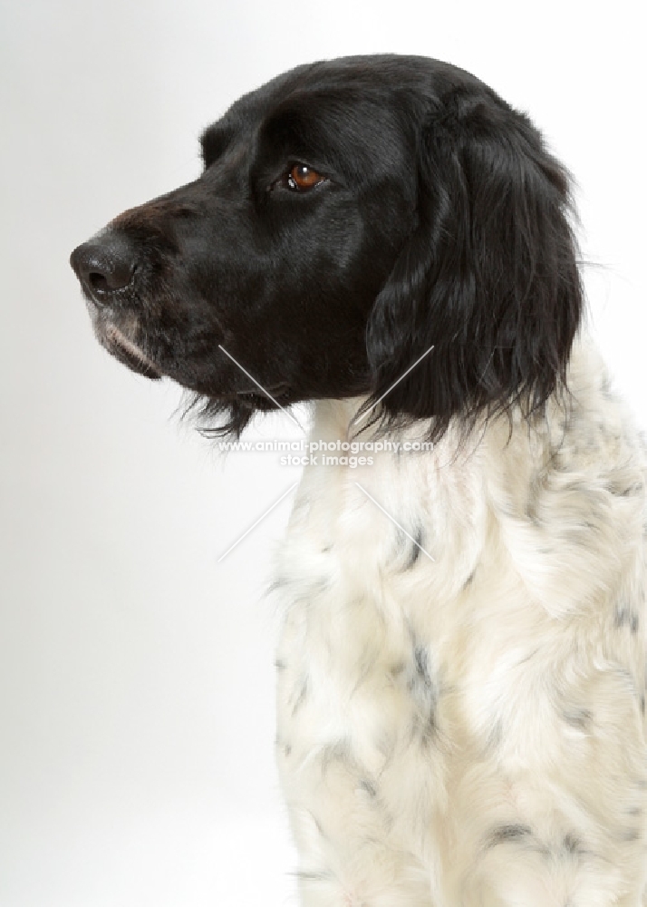 Australian Champion large Munsterlander on white background, profile