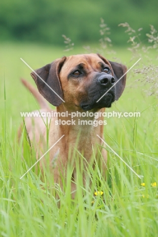 Rhodesian Ridgeback in high grass, looking up