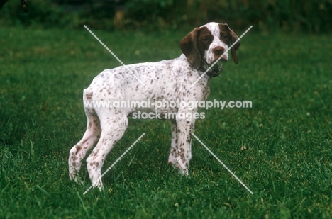 Braque Bourbonnais puppy