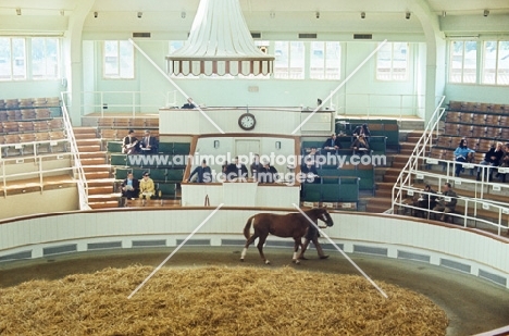 selling a thoroughbred at tattersalls sales ring, newmarket,