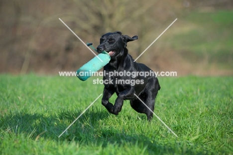 black labrador retrieving dummy