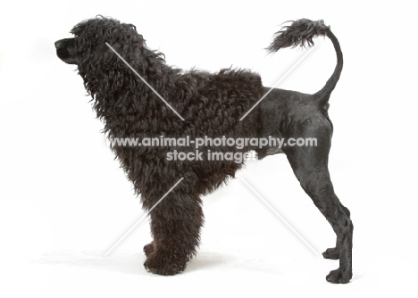 Australian Champion Portuguese Water Dog