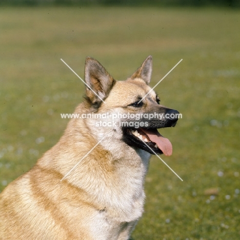 head shoulder shot of norwegian buhund