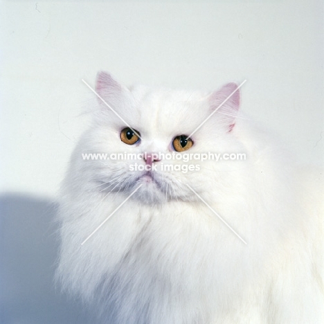 ch j. b. van cleef of silva-wyte, orange eyed white cat, portrait on white