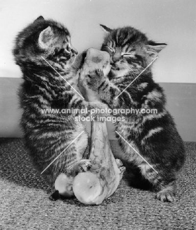 two kittens with a bone