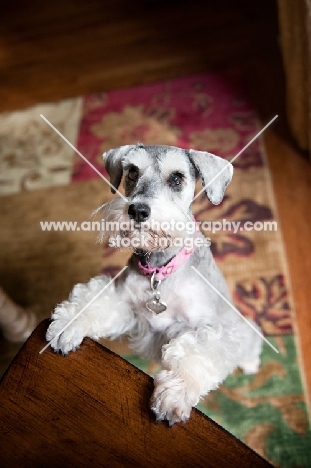 miniature schnauzer with paws on chair