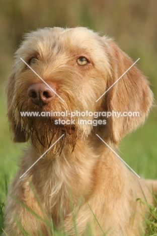 Wirehaired Hungarian Vizsla portrait