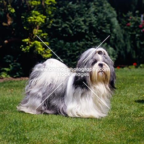 ch harropine chaka khan at antarctica, shih tzu standing proudly