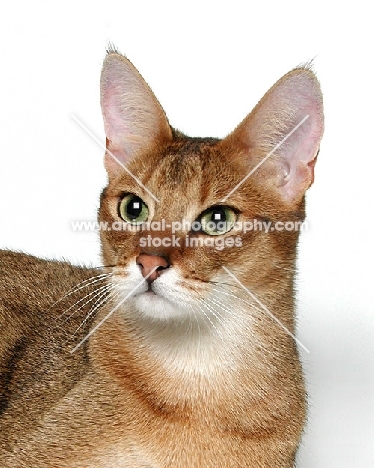 Chausie on white background