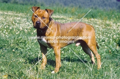 American Staffordshire Terrier in flowery field