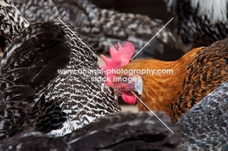 Chaams hen between more Chaams chickens
