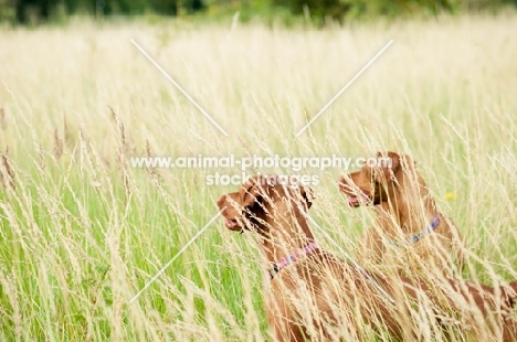 two Hungarian Vizslas in field