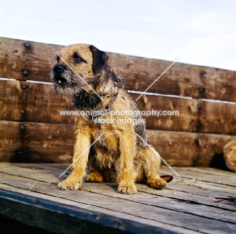 border terrier sitting in a hay cart