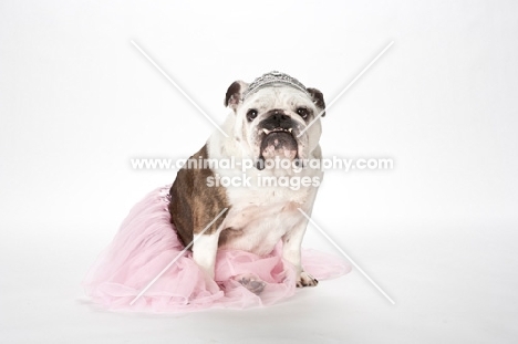 Bulldog princess