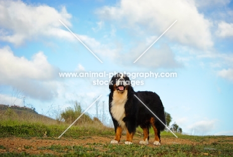 Bernese Mountain Dog