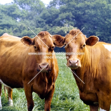 curious guernsey cows