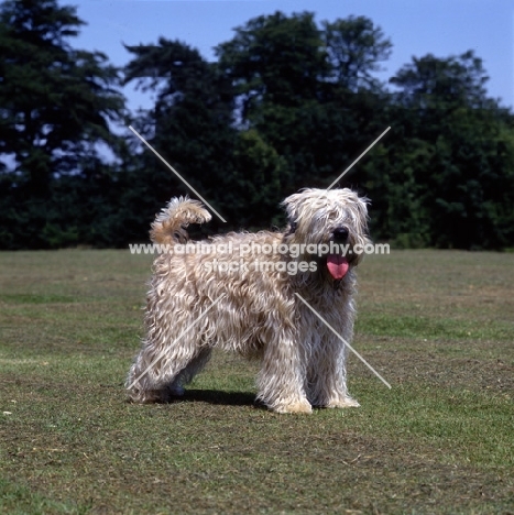soft coated wheaten terrier, undocked,  standing on short grass