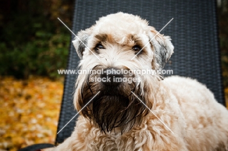 soft coated wheaten terrier lying on wicker chair