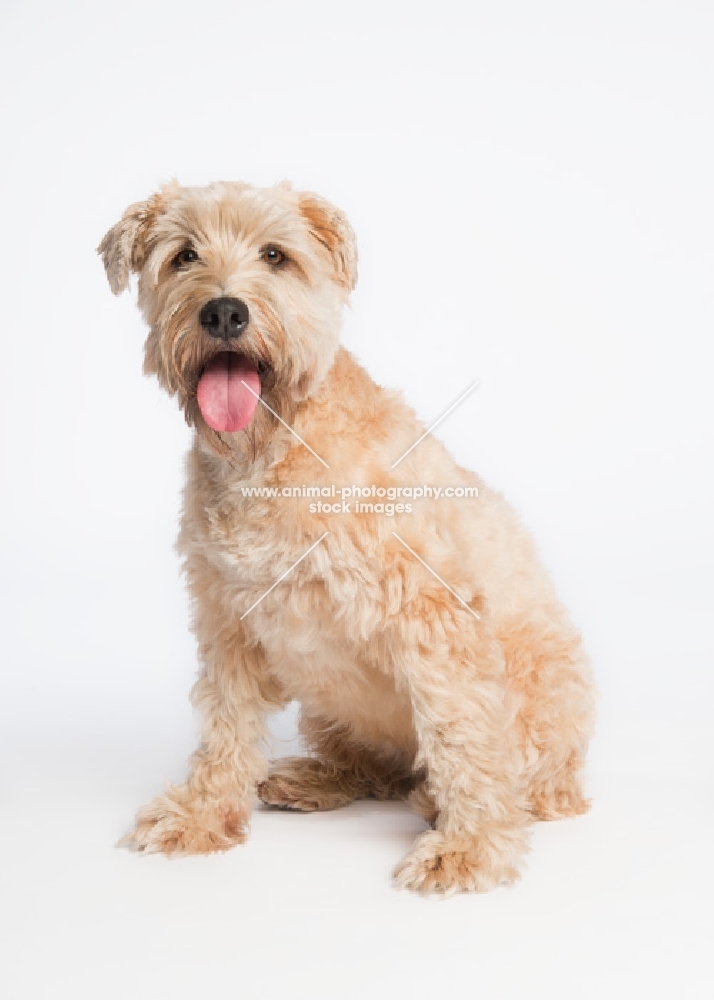 Wheaten Terrier sitting in the studio.