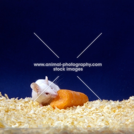 white mouse eating a carrot