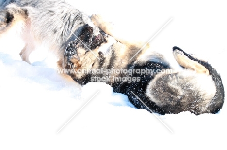 Border Collie cross dog and German Shepherd dog playing in the snow