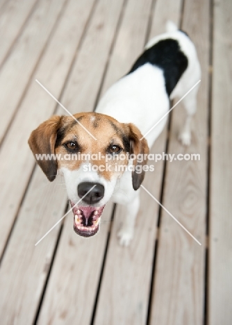 Smiling Beagle mix looking up at camera.