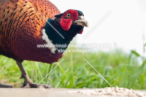 Pheasant