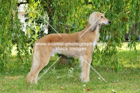 Saluki