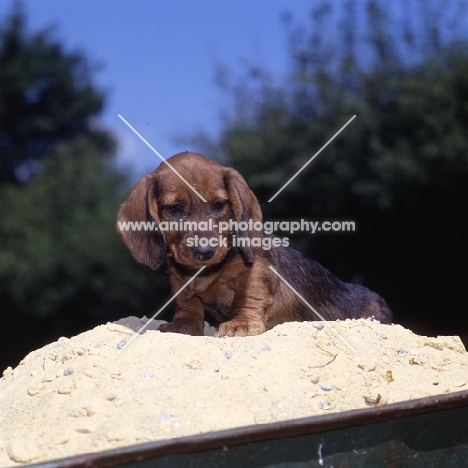 wire haired dachshund puppy from liebling on sand