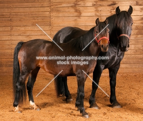 two horses looking at camera