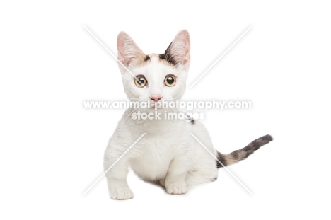 shorthaired Bambino cat on white background, looking at camera