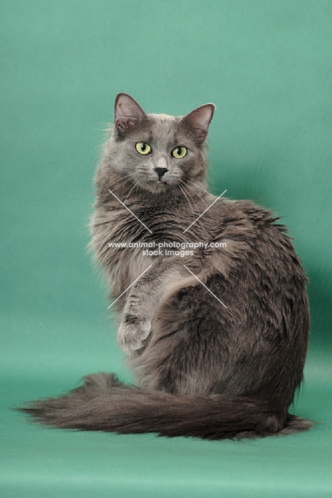 Nebelung cat looking back on green background