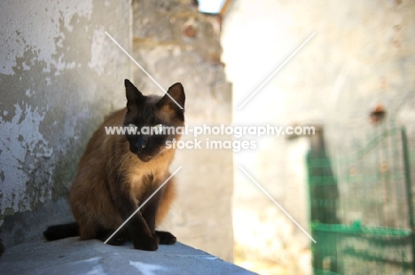 seal point cat on wall