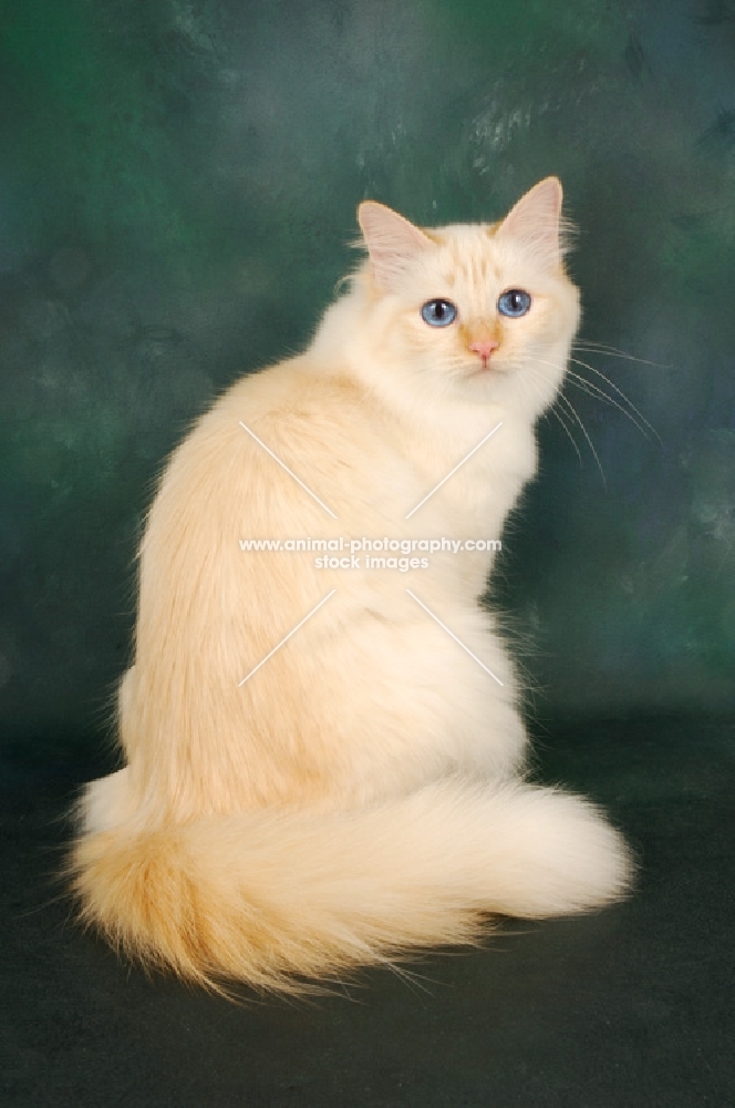 red point birman sitting