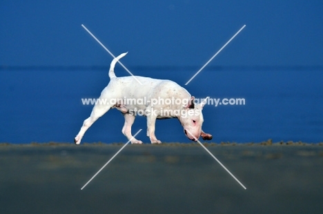 Bull Terrier