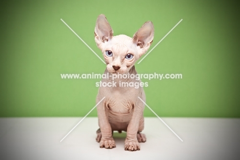 8 week old Sphynx kitten on green background