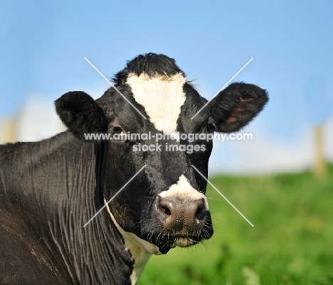 holstein friesian portrait