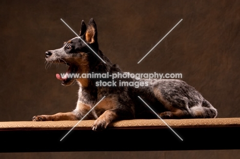 Australian Cattle Dog yawning