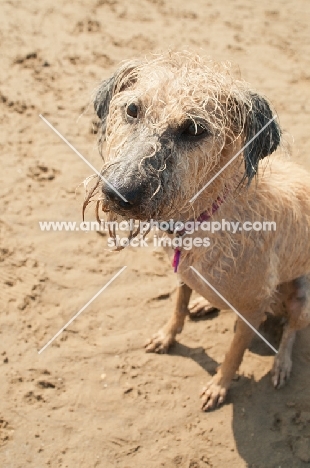 wet Lurcher sitting in sand