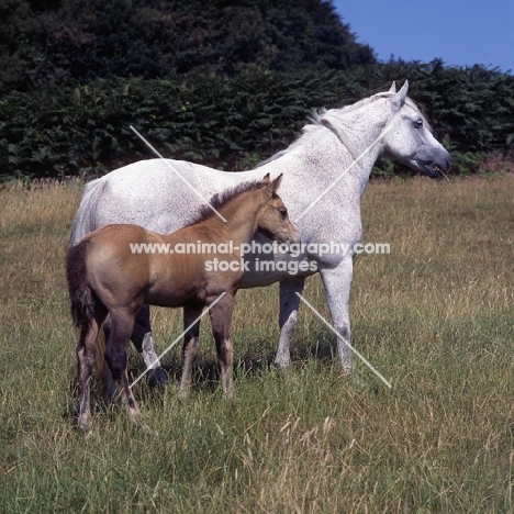 Connemara mare with chestnut foal