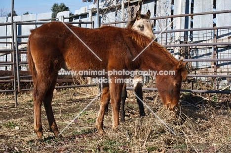 Morgan Horse side view