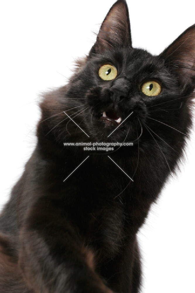 black Turkish Angora cat, looking up